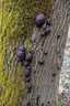 Szenes gömbgomba (Daldinia concentrica), Csokonyavisonta